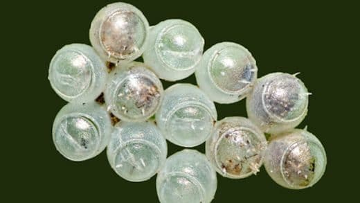 Gentle Touch For Insect Eggs