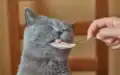 How Food Safety Magnets Ensure Pet Food Safety