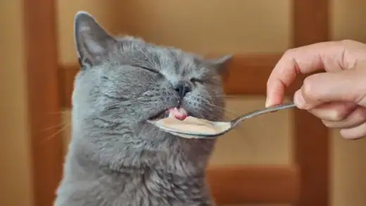 How Food Safety Magnets Ensure Pet Food Safety